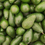 Die Avocado – Viel Fett aber trotzdem gesund?